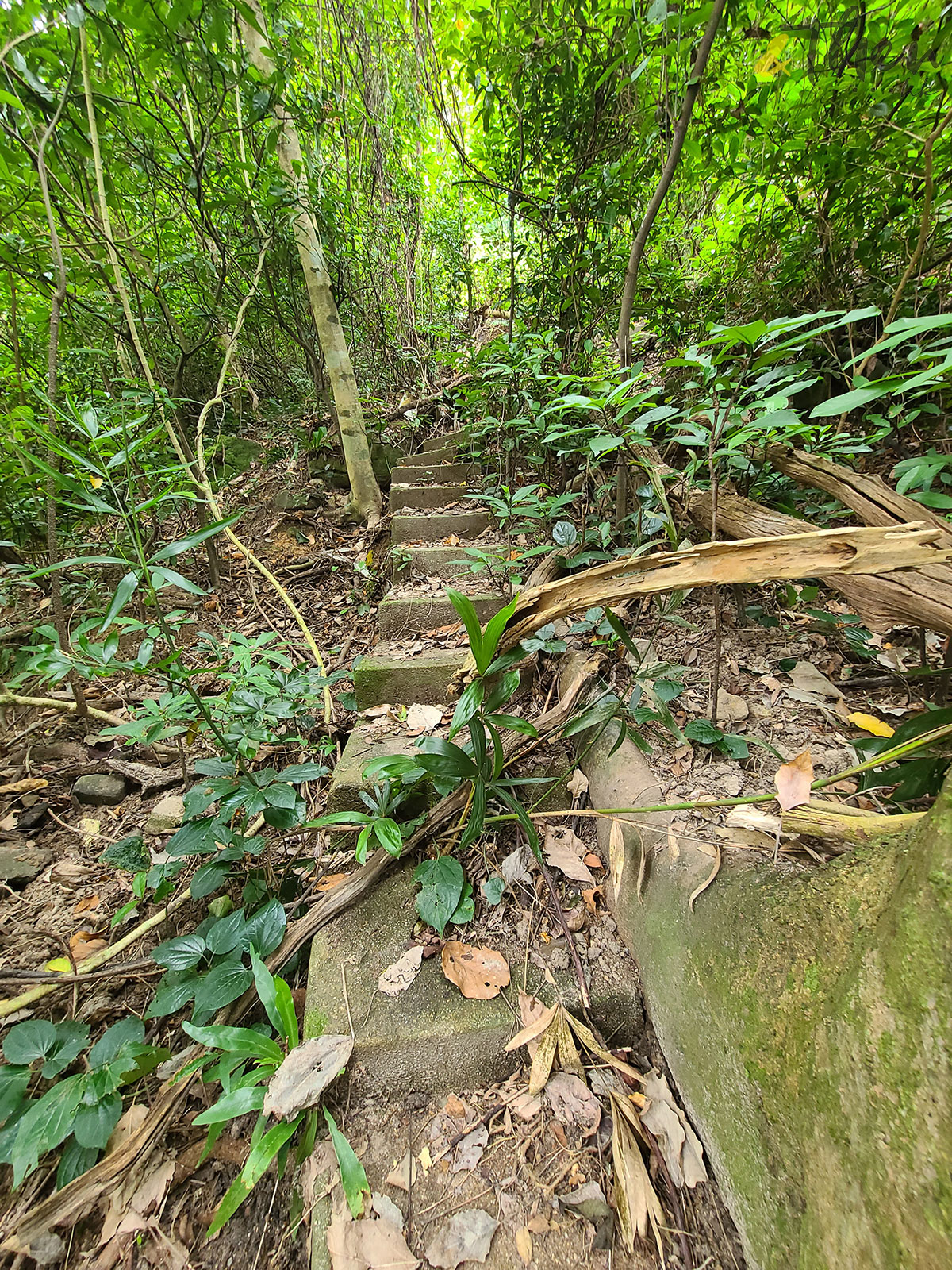 香港秘密搜查官 香港 香港小秘 秘景 大坑 大坑三怪亭 樹林 大坑徑 樓梯