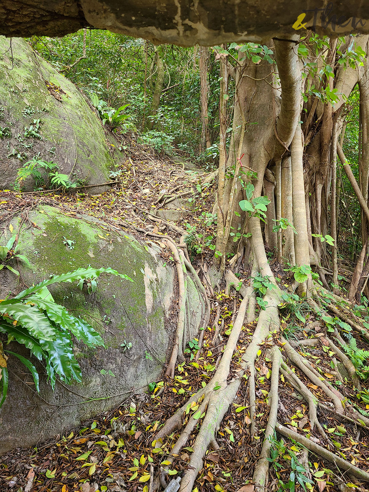 香港秘密搜查官 香港 香港小秘 秘景 大坑 大坑三怪亭 樹林 樹根 氣根