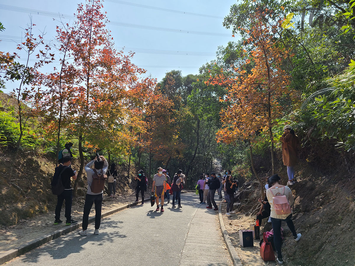 虎年 新年 行山 郊遊 大棠 白虎坳 大欖郊野公園 千島湖 大欖涌水塘 楓香林 楓樹