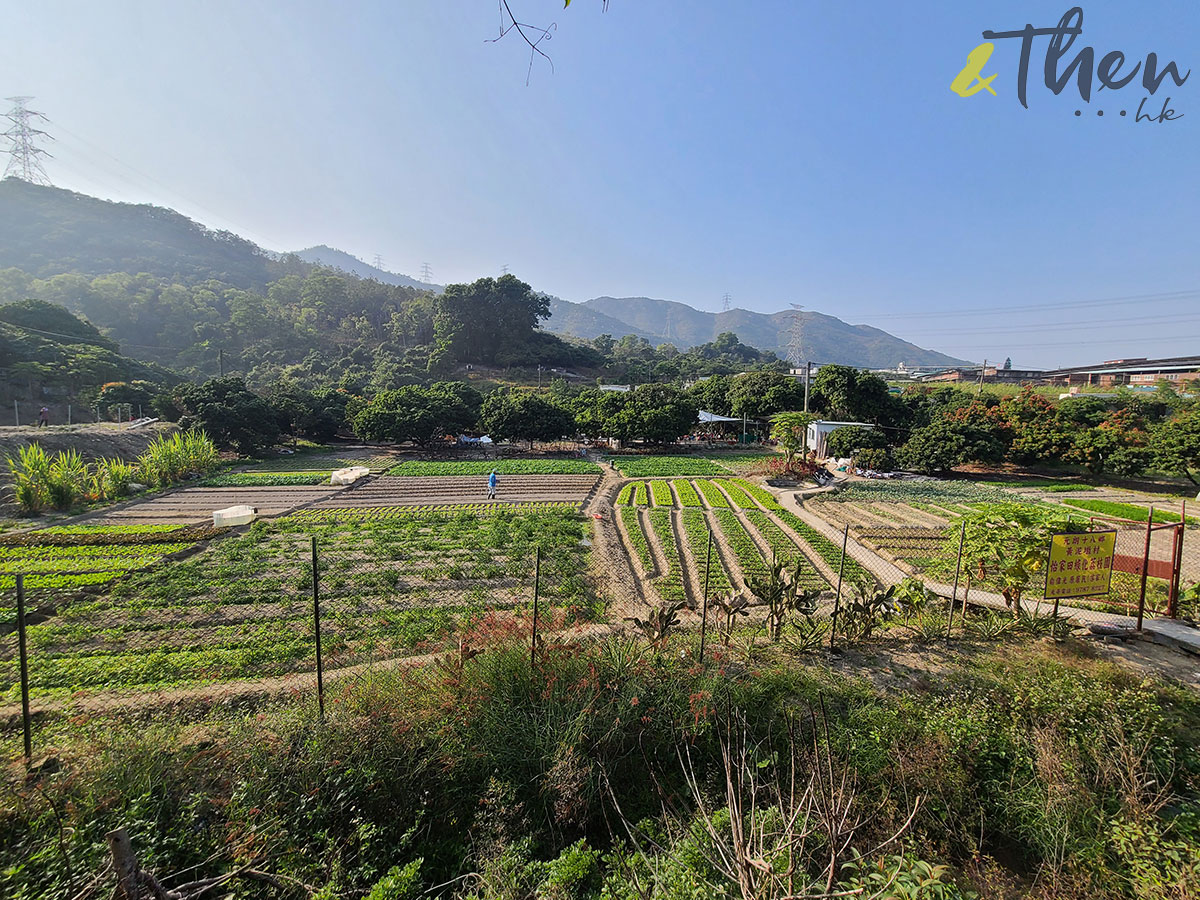 虎年 新年 行山 郊遊 大棠 白虎坳 大欖郊野公園 千島湖 大欖涌水塘 黃泥墩水塘 千島湖清景台 大棠村 農田