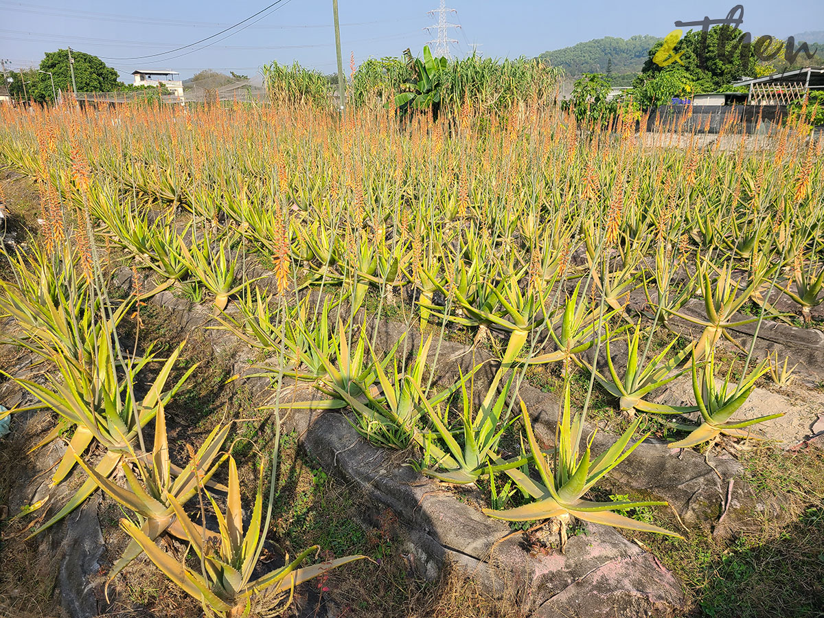 虎年 新年 行山 郊遊 大棠 白虎坳 大欖郊野公園 千島湖 大欖涌水塘 黃泥墩水塘 千島湖清景台 大棠村 農田 蘆薈田