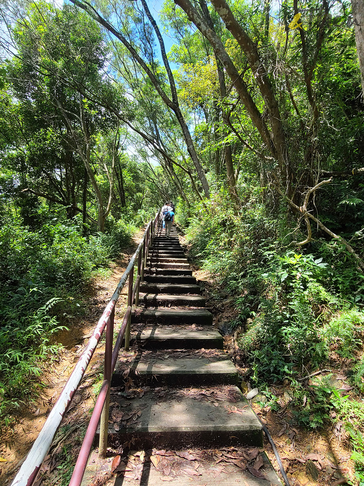 新界 鹿頸 遠足 啟才學校 村校展覽 鄉村 活化保育 發記士多茶座 小巴總站 雞谷樹下