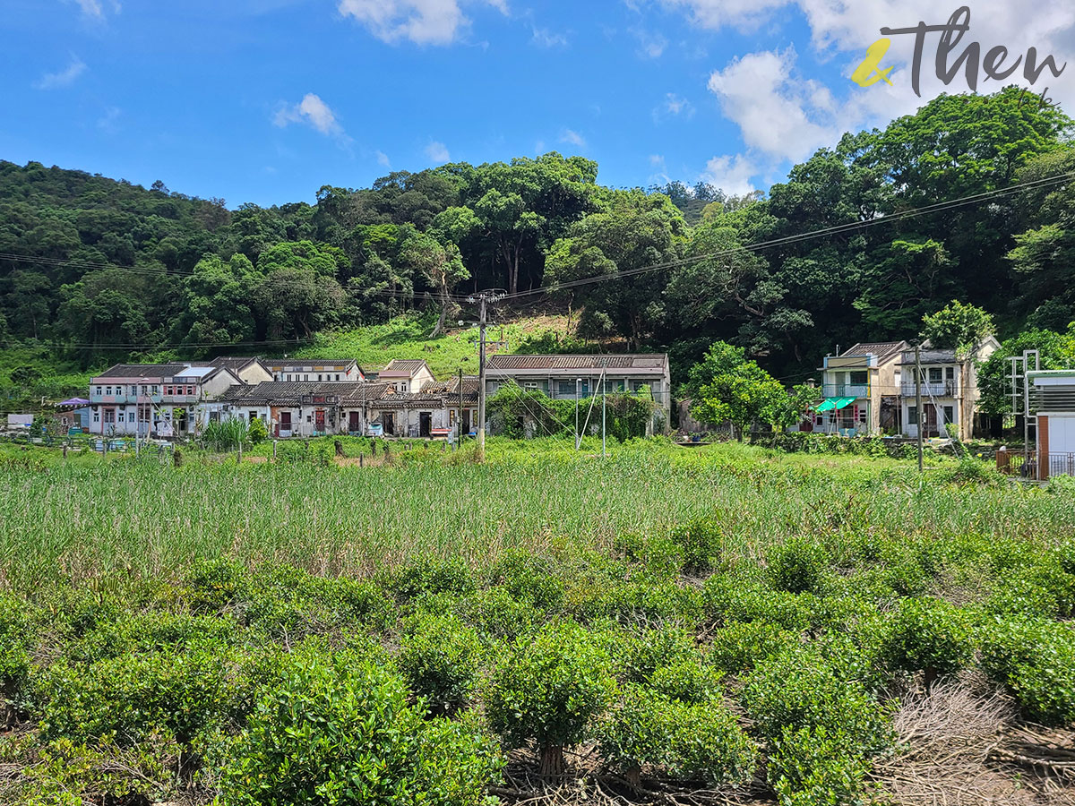 新界 鹿頸 遠足 啟才學校 村校展覽 鄉村 活化保育 鳯坑村 雞谷樹下