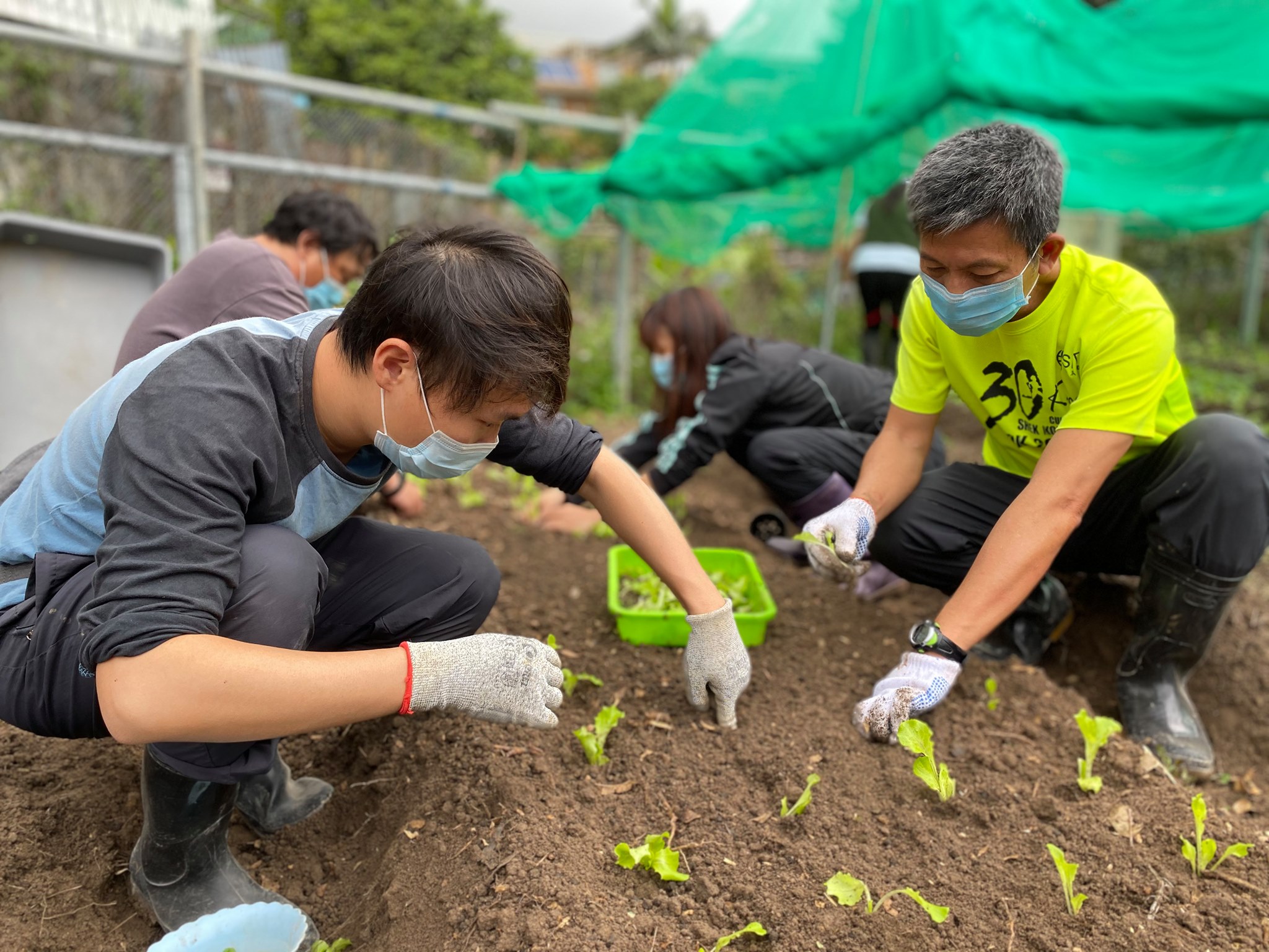 農業復興 復耕 梅窩 農墟 好老土 土地教育基金 農地 田野