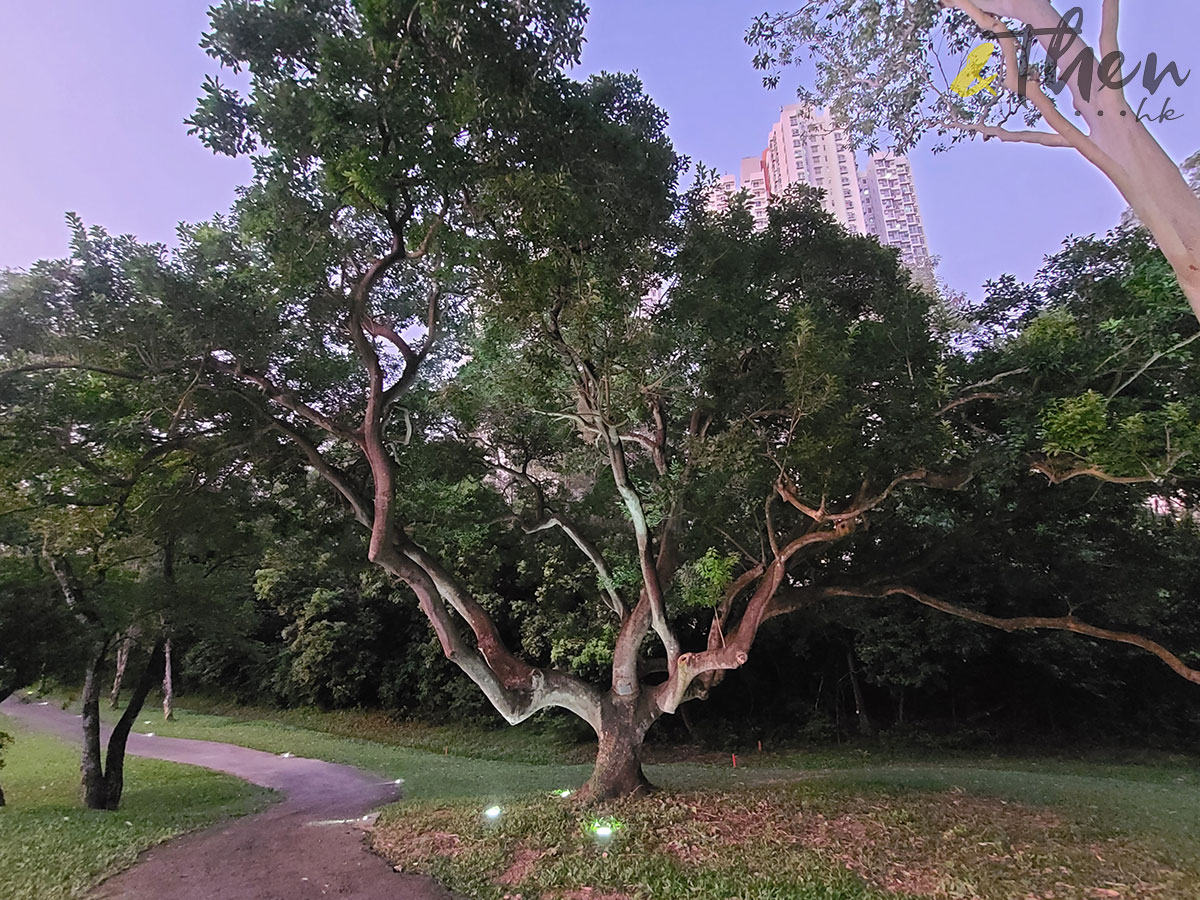 北區 山旮旯 隱世 打卡位 中秋 本地遊 志記鎅木廠 粉嶺 香港哥爾夫球會 舊球場 夜行徑 草被 鐵冬青