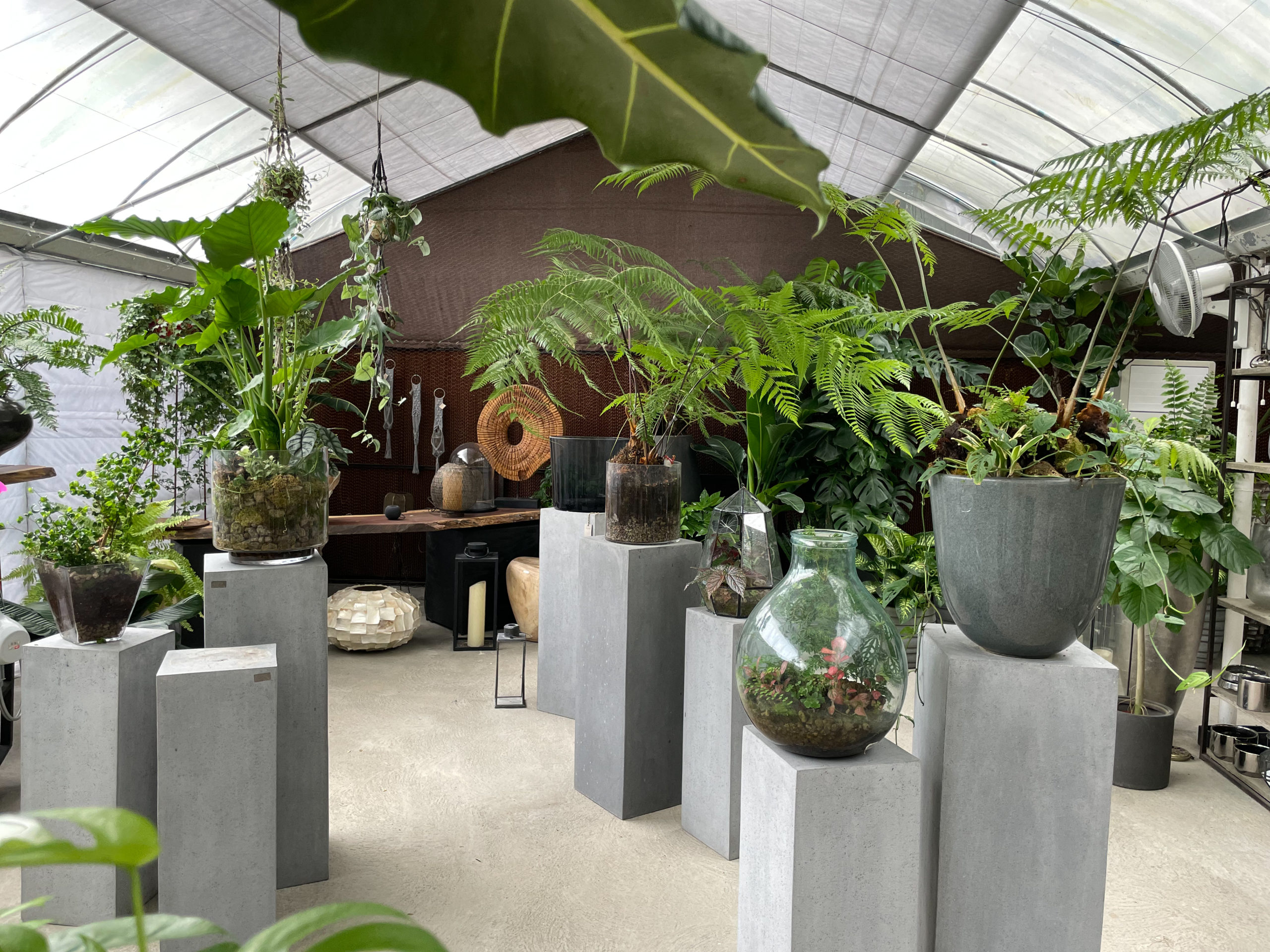 大埔 林村 隱世溫室 Biophilia FLEURS 植物 Art Jamming 室內植物溫室