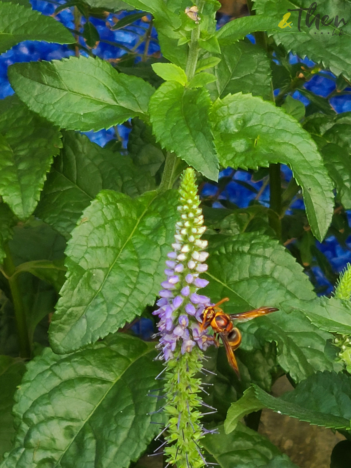 花悅滿城 香港十八區 康文署 園圃 公園 遊樂場 打卡 銅鑼灣花園 樹屋 童話 小木屋 卡通 夢幻 樹幹 小橋 蜜蜂 花叢