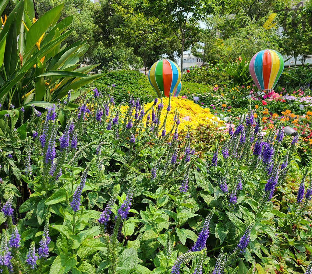 花悅滿城 香港十八區 康文署 園圃 公園 遊樂場 打卡  郊遊 露營 園景 草原 北區 熱氣球 草地 營帳 營火 穗花婆婆納