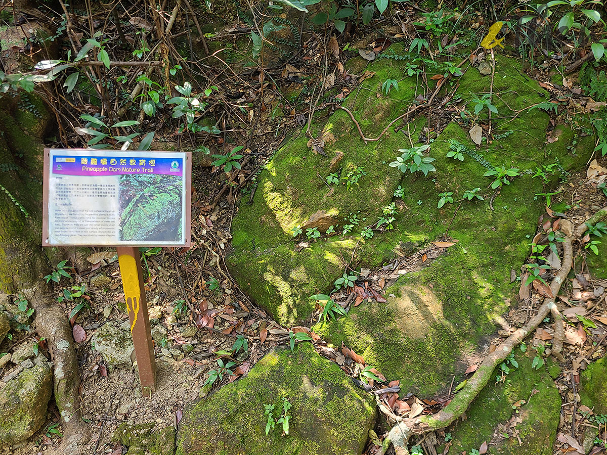 香港遠足挑戰 橋咀 城門 打卡 遠足 行山 橋咀觀景台 享逸台 廈門灣 城門水塘 山林 菠蘿壩 城門郊野公園遊客中心 菠蘿壩自然教育徑 自然生態