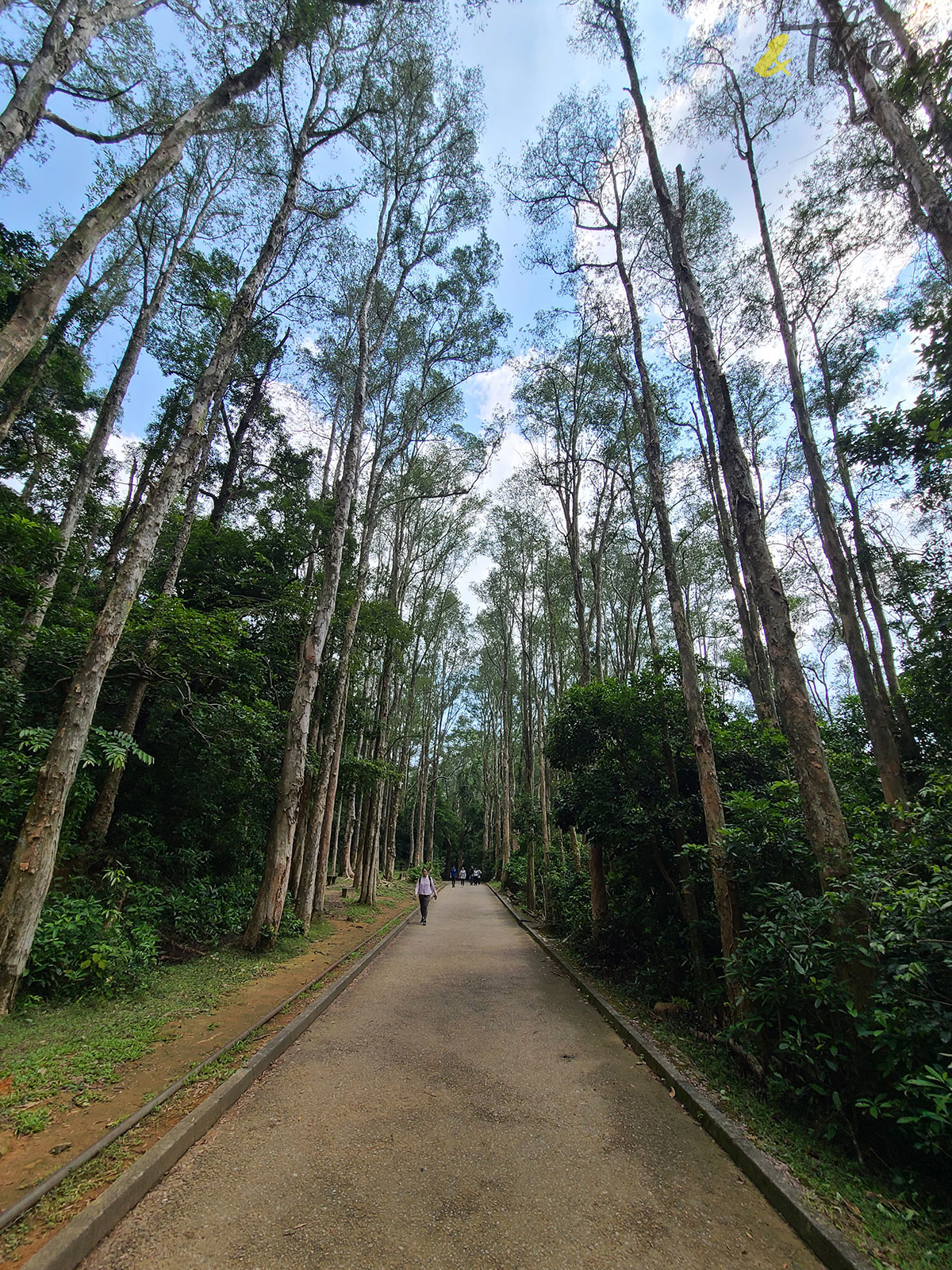 香港遠足挑戰 橋咀 城門 打卡 遠足 行山 橋咀觀景台 享逸台 廈門灣 城門水塘 山林 菠蘿壩 城門郊野公園遊客中心 菠蘿壩自然教育徑 自然生態 白千層 山林道 謝安琪