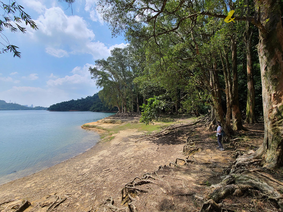 香港遠足挑戰 橋咀 城門 打卡 遠足 行山 橋咀觀景台 享逸台 廈門灣 城門水塘 山林 菠蘿壩 白千層 水畔千層