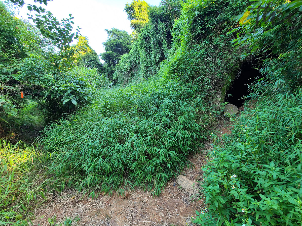 大埔 林村 村校 林錦公路 隱世美景 解憂舊書店 泰國寺 打卡 林村谷 古蹟 大菴古窰 社山神木 古巨樟 瓦窰