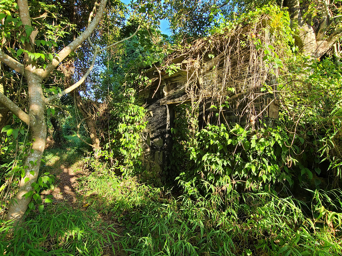 大埔 林村 村校 林錦公路 隱世美景 解憂舊書店 泰國寺 打卡 林村谷 古蹟 大菴古窰 社山神木 古巨樟 瓦窰 張廷昌祖