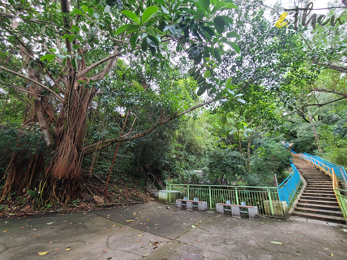 荃灣 石圍角 麥當勞叔叔 荃灣山邨 象山邨 梨木樹邨 香港舊屋邨 印度橡樹 樓梯 