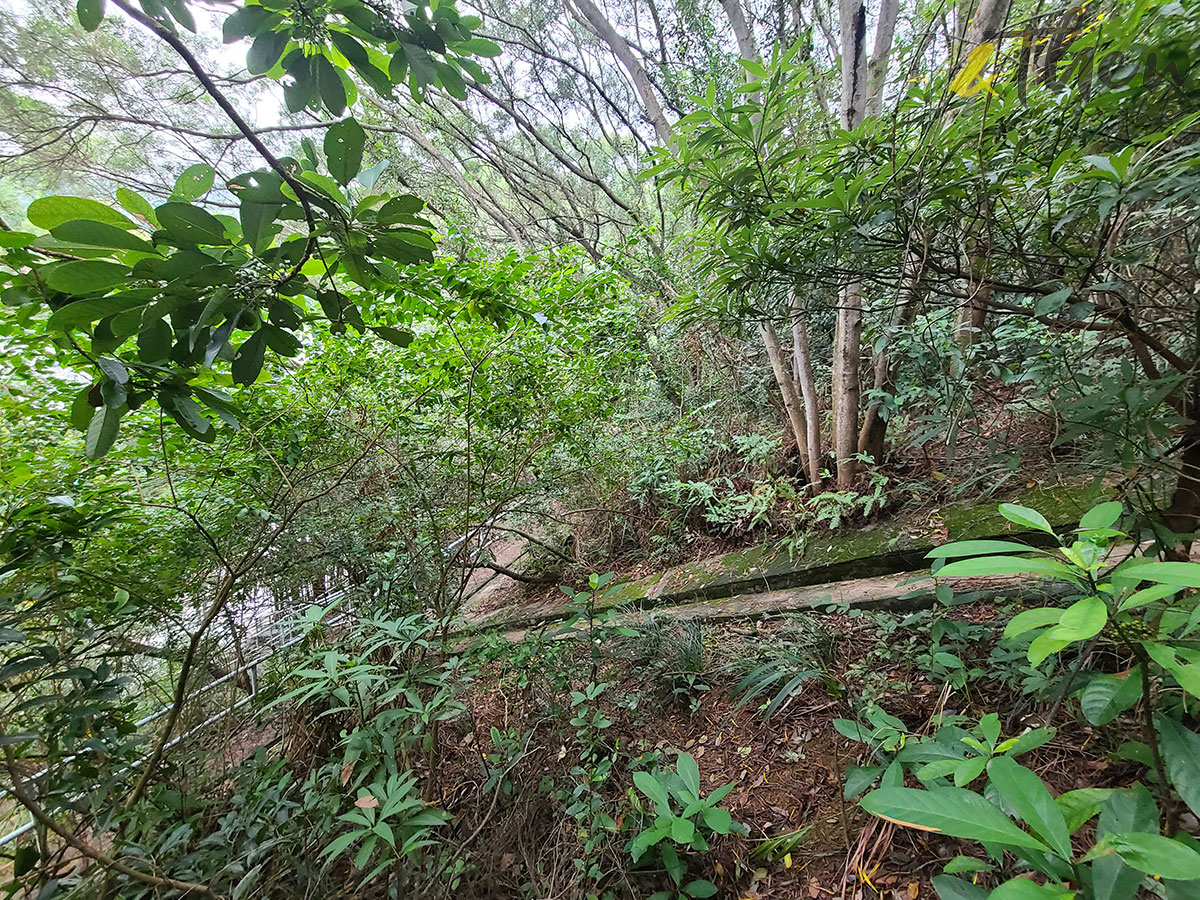 荃灣 石圍角 麥當勞叔叔 荃灣山邨 象山邨 梨木樹邨 香港舊屋邨 機槍堡 行山 大斜山徑 