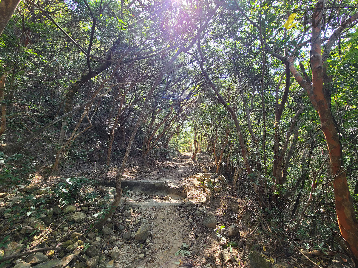 行山 打卡勝地 香港本地遊 登山 山友 粉嶺八角塔 赤柱古道 蝌蚪坪  舂磡角道 南區海濱長廊 赤柱古道 古老石拱橋 司馬文 排水坑 羅馬式橋拱