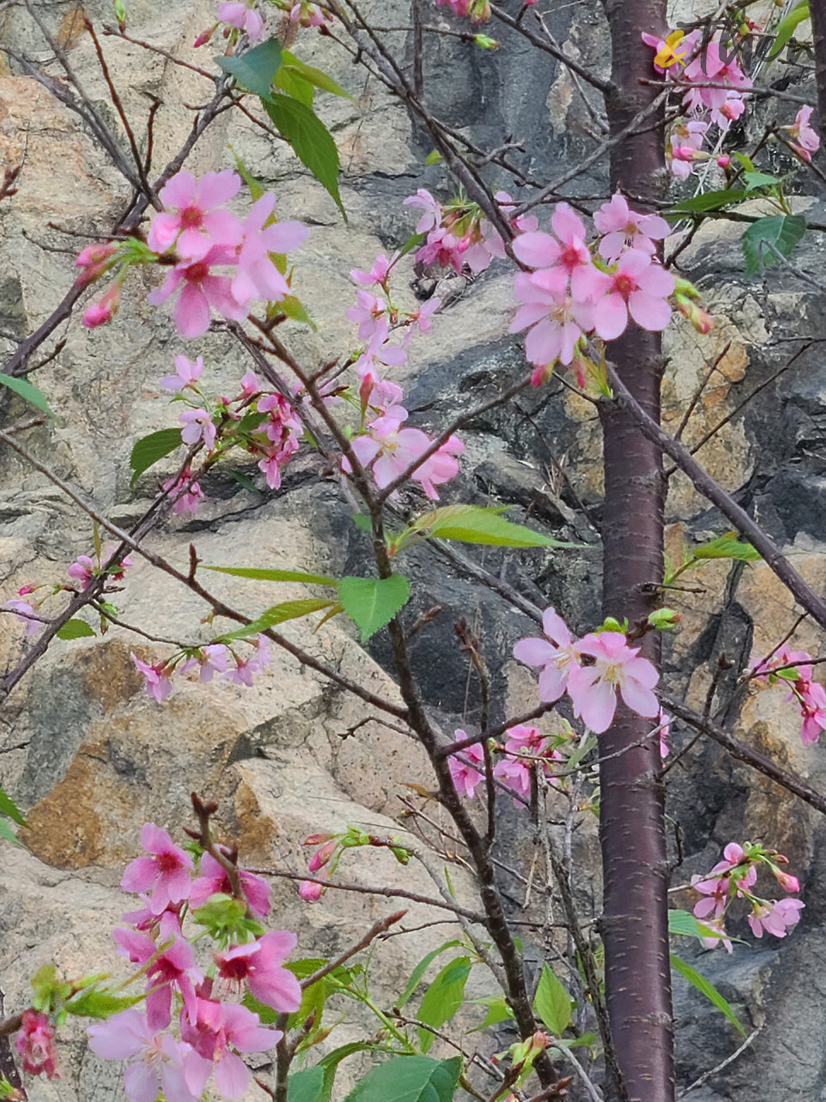 赤鱲角好去處,機場,櫻花,賞櫻,香港櫻花,纜車,昂坪360,機場櫻花園,古物園,古窯公園,國泰城