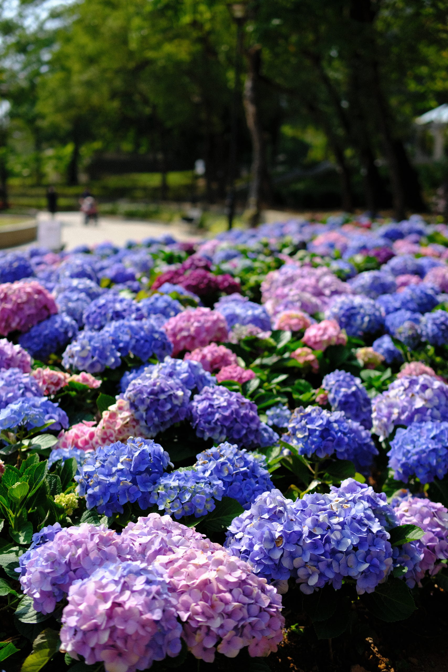 繡球花,天水圍公園,花卉展覽