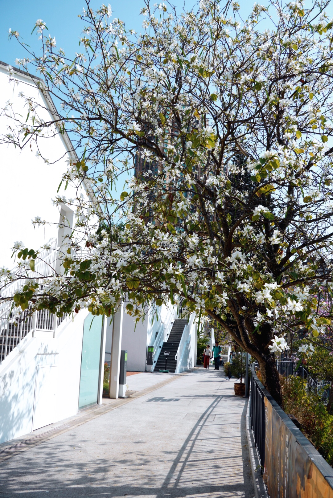 白花羊蹄甲,饒宗頤文化館