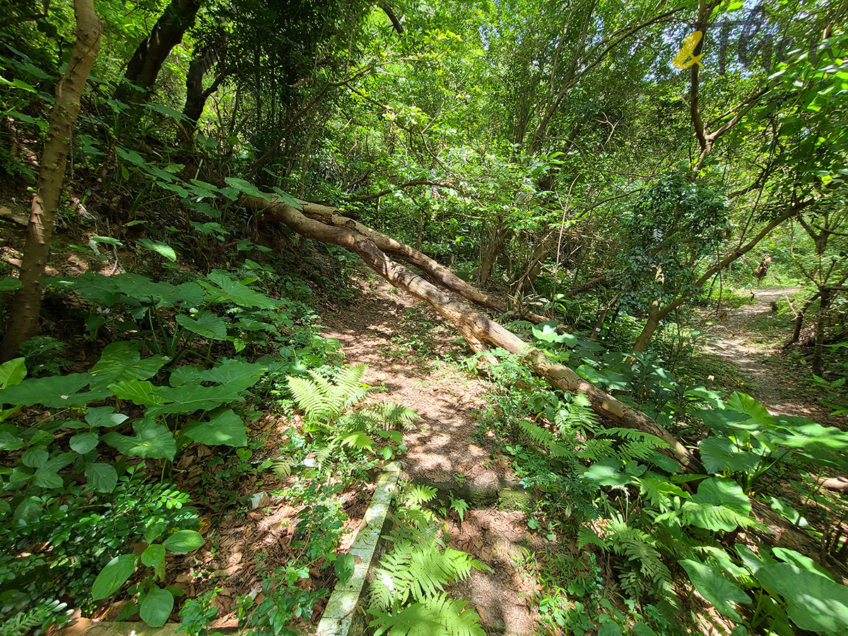 鑽石山,鑽石山好去處,鑽石山行山,牛池灣,牛池灣寮屋區,礦場遺蹟,石屎基,天空之城,港版吳哥窟