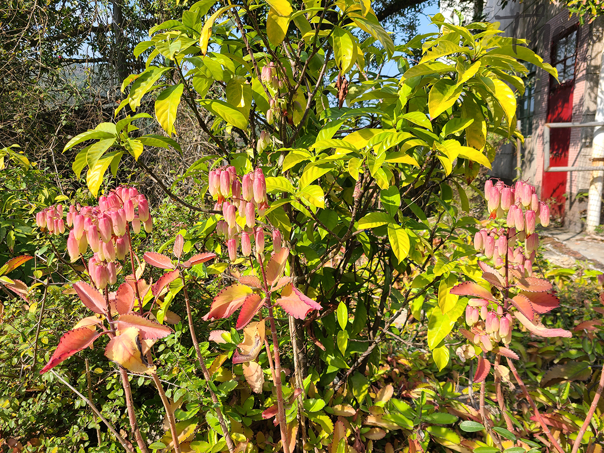 西貢,香港後花園,北潭凹,赤徑,土瓜坪,黃石碼頭