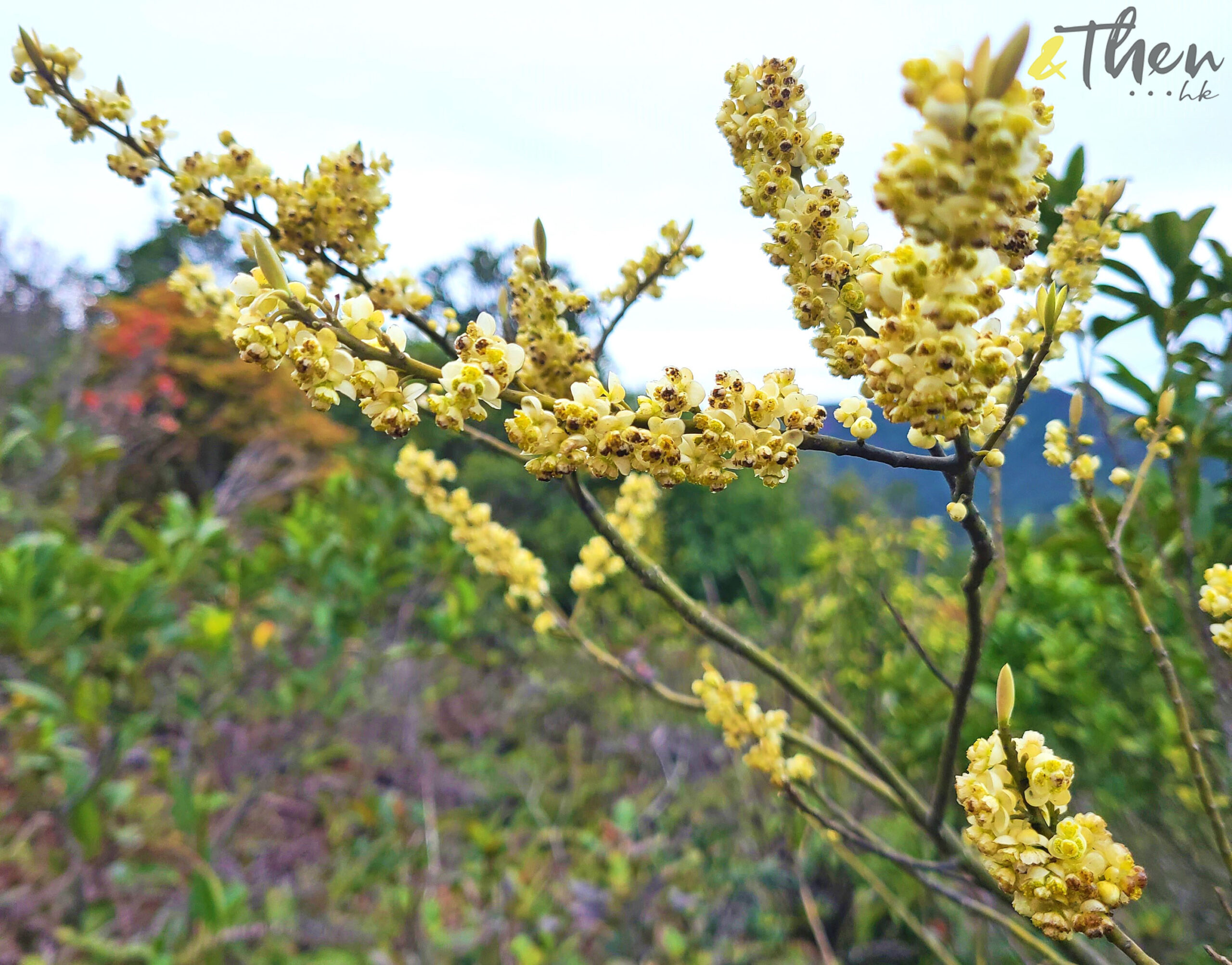 郊遊, 吊鐘花, 大枕蓋, 大頭茶, 年花, 新年好去處, 新年行大運, 木薑子, 行山, 西貢萬宜路, 郊遊好去處, 郊遊樂, 鹿湖徑