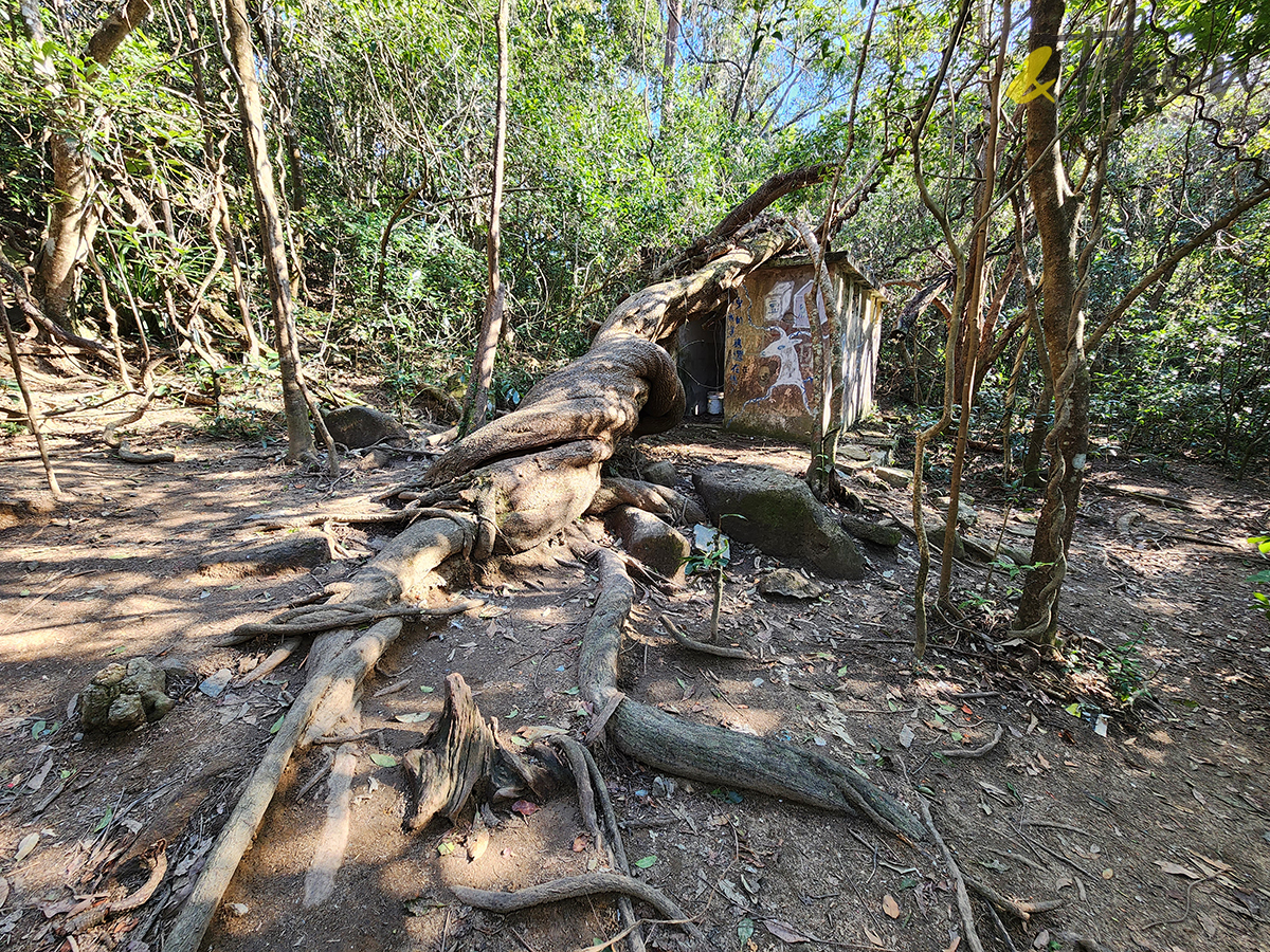 大水坑, 打卡, 梅子林路, 空心樹, 竹林, 茅坪, 茅坪古道, 茅坪新村, 茅坪藤, 藤王, 行山, 西貢墟, 週末好去處, 郊遊好去處, 香港行山