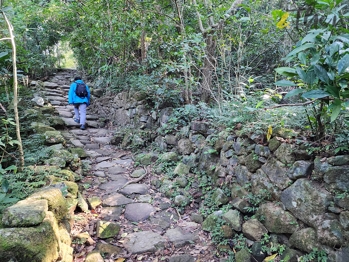 大水坑, 打卡, 梅子林路, 空心樹, 竹林, 茅坪, 茅坪古道, 茅坪新村, 茅坪藤, 藤王, 行山, 西貢墟, 週末好去處, 郊遊好去處, 香港行山