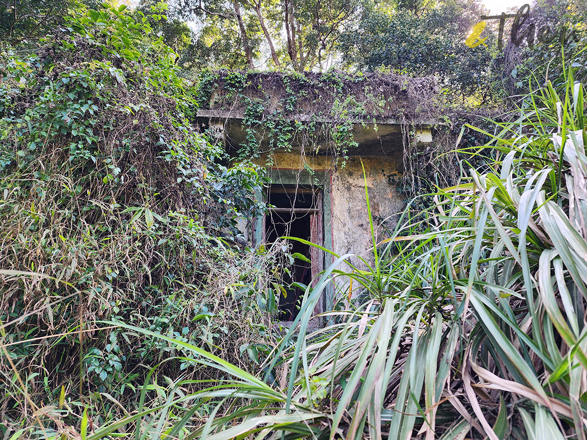 大水坑, 打卡, 梅子林路, 空心樹, 竹林, 茅坪, 茅坪古道, 茅坪新村, 茅坪藤, 藤王, 行山, 西貢墟, 週末好去處, 郊遊好去處, 香港行山