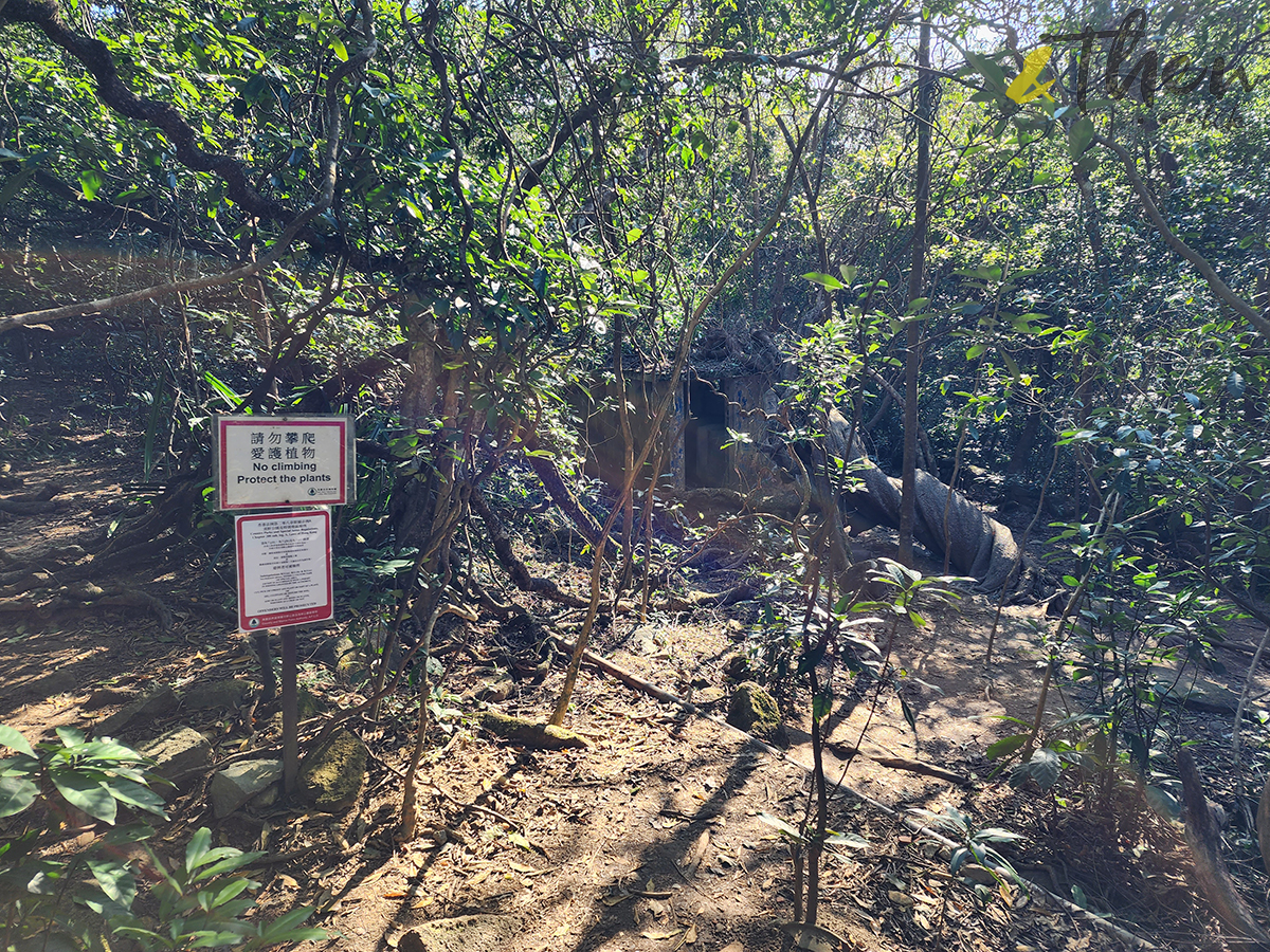 大水坑, 打卡, 梅子林路, 空心樹, 竹林, 茅坪, 茅坪古道, 茅坪新村, 茅坪藤, 藤王, 行山, 西貢墟, 週末好去處, 郊遊好去處, 香港行山