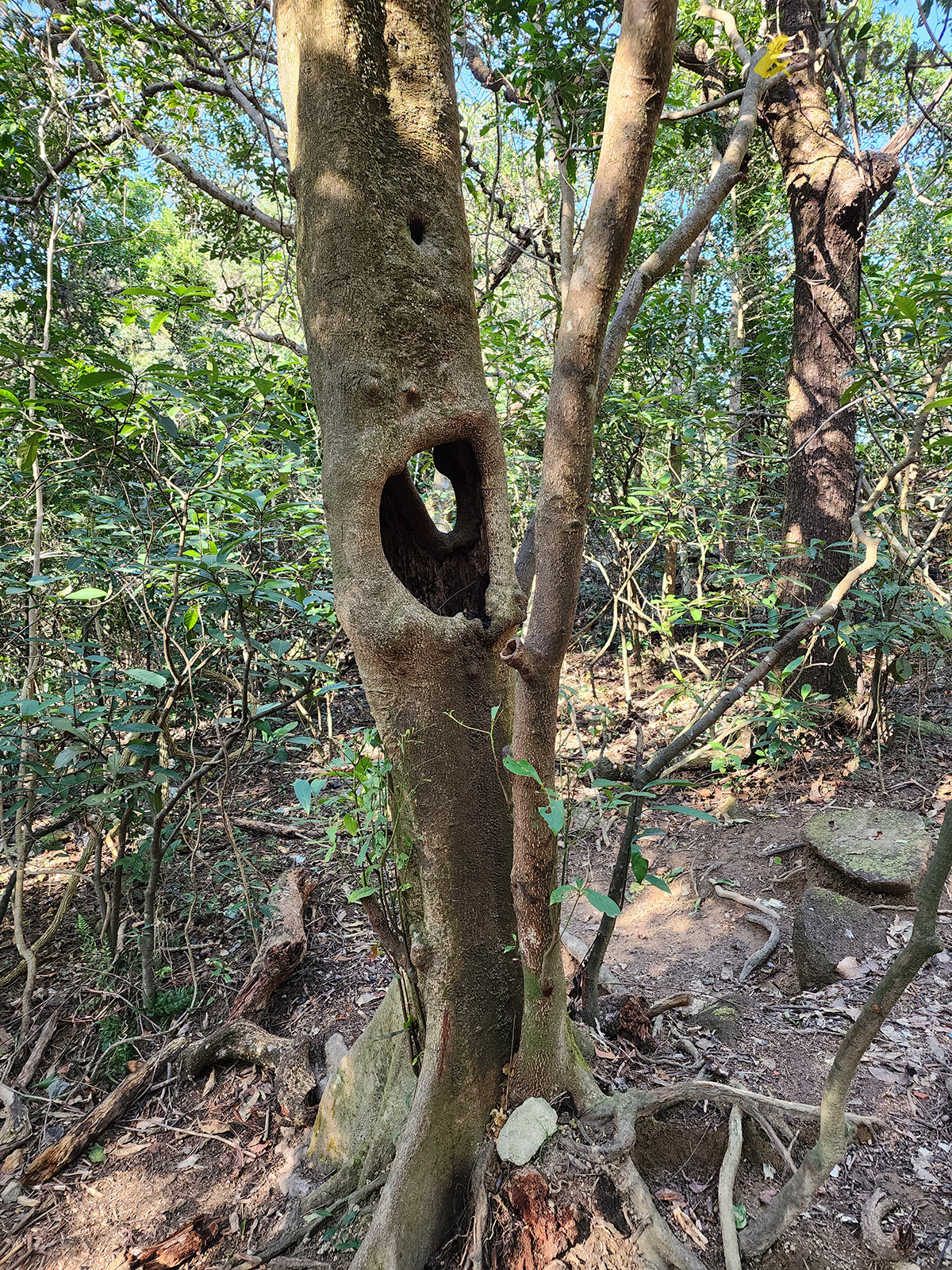 大水坑, 打卡, 梅子林路, 空心樹, 竹林, 茅坪, 茅坪古道, 茅坪新村, 茅坪藤, 藤王, 行山, 西貢墟, 週末好去處, 郊遊好去處, 香港行山