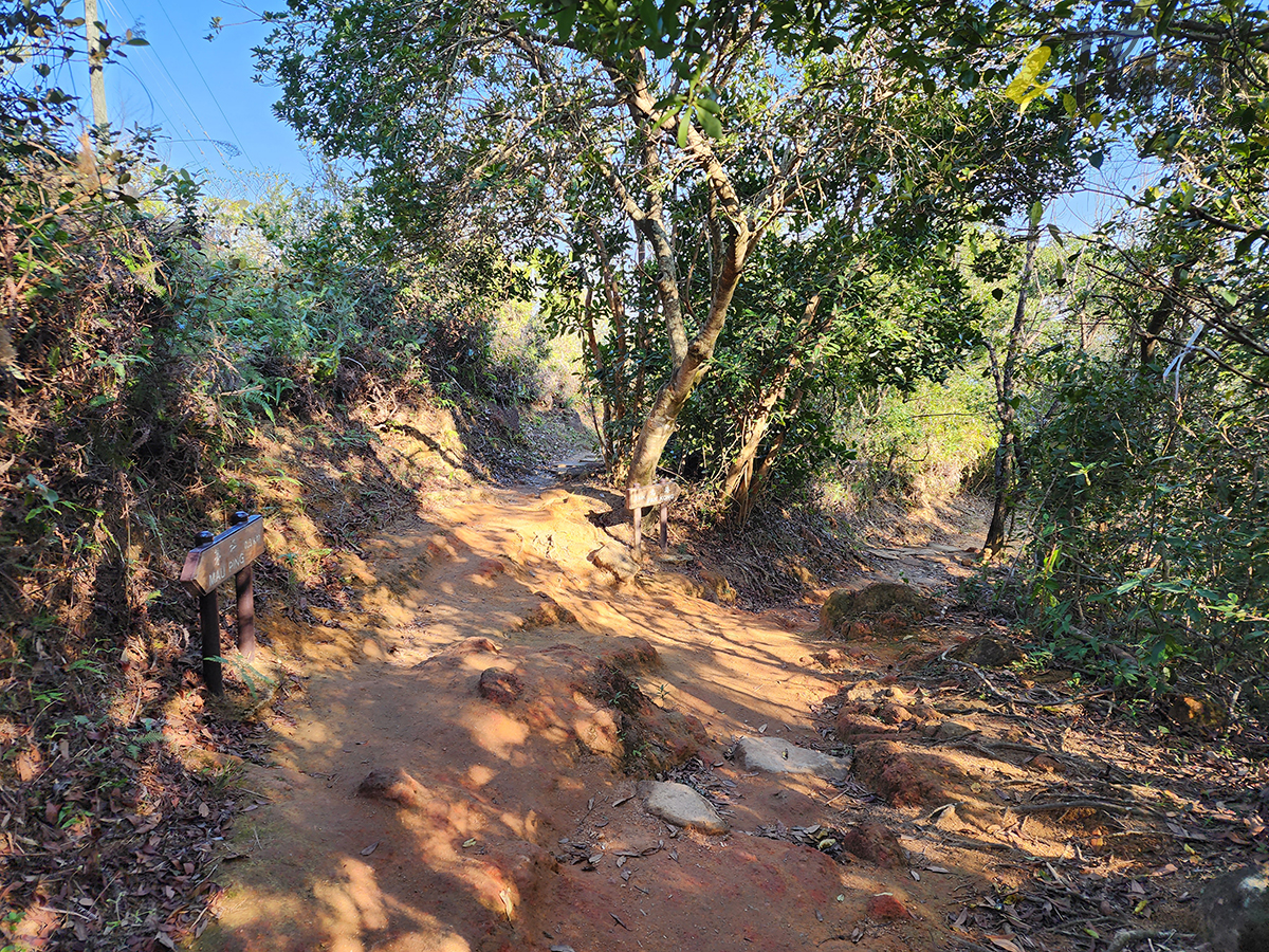 大水坑, 打卡, 梅子林路, 空心樹, 竹林, 茅坪, 茅坪古道, 茅坪新村, 茅坪藤, 藤王, 行山, 西貢墟, 週末好去處, 郊遊好去處, 香港行山