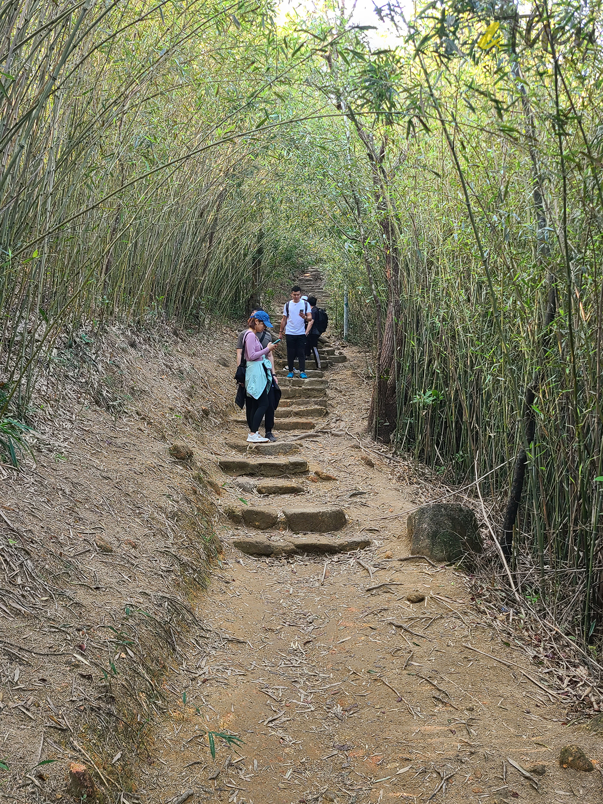 大水坑, 打卡, 梅子林路, 空心樹, 竹林, 茅坪, 茅坪古道, 茅坪新村, 茅坪藤, 藤王, 行山, 西貢墟, 週末好去處, 郊遊好去處, 香港行山