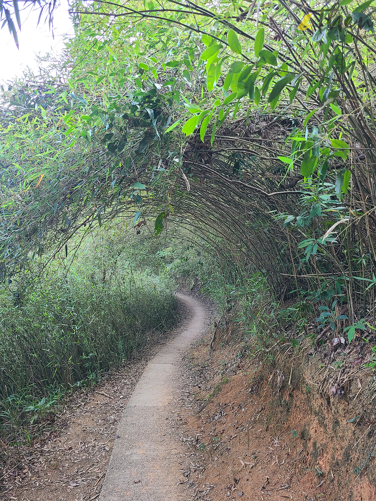 大水坑, 打卡, 梅子林路, 空心樹, 竹林, 茅坪, 茅坪古道, 茅坪新村, 茅坪藤, 藤王, 行山, 西貢墟, 週末好去處, 郊遊好去處, 香港行山