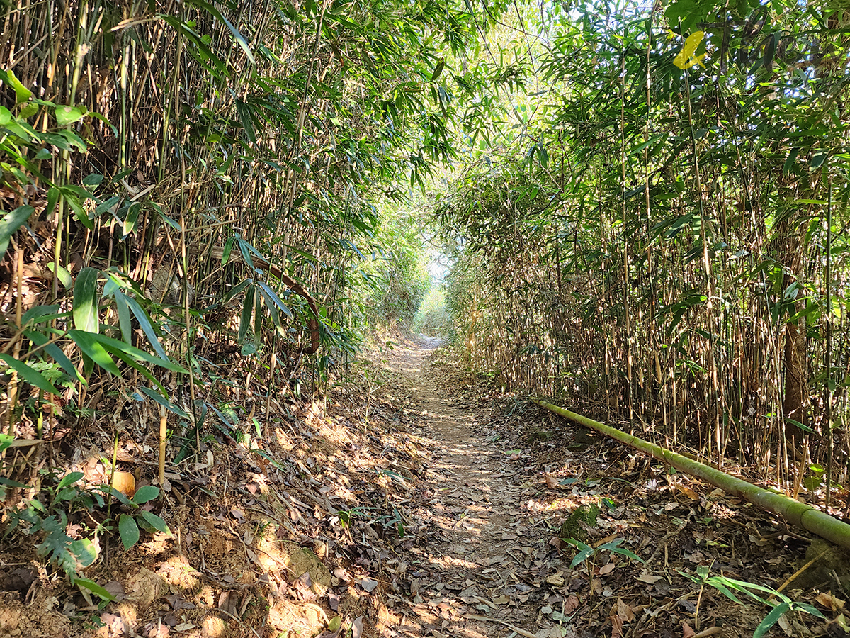 大水坑, 打卡, 梅子林路, 空心樹, 竹林, 茅坪, 茅坪古道, 茅坪新村, 茅坪藤, 藤王, 行山, 西貢墟, 週末好去處, 郊遊好去處, 香港行山