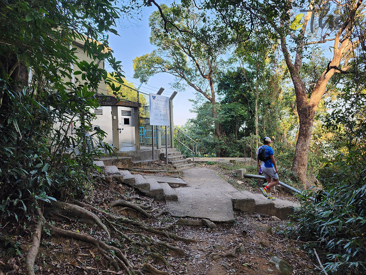 大水坑, 打卡, 梅子林路, 空心樹, 竹林, 茅坪, 茅坪古道, 茅坪新村, 茅坪藤, 藤王, 行山, 西貢墟, 週末好去處, 郊遊好去處, 香港行山