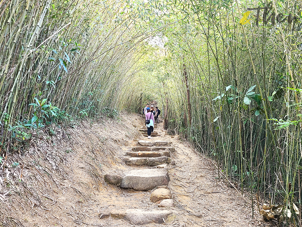 大水坑, 打卡, 梅子林路, 空心樹, 竹林, 茅坪, 茅坪古道, 茅坪新村, 茅坪藤, 藤王, 行山, 西貢墟, 週末好去處, 郊遊好去處, 香港行山